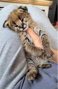 Ponúkame mačiatka plemena Savannah, serval a karakal - 1/6