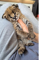 Ponúkame mačiatka plemena Savannah, serval a karakal