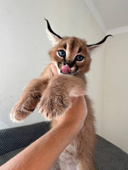 Ponúkame mačiatka plemena Savannah, serval a karakal - 3/6