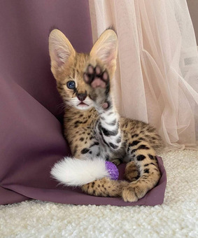 Ponúkame mačiatka plemena Savannah, serval a karakal - 4/6