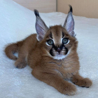 Ponúkame mačiatka plemena Savannah, serval a karakal - 5/6