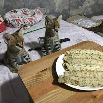 Ponúkame mačiatka plemena Savannah, serval a karakal - 6/6